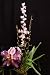 Wilsonara Opalescent orchid near blooming size