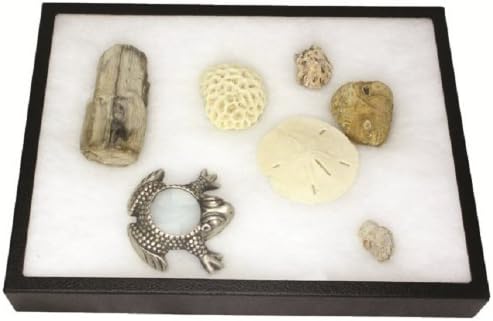 Deluxe Exhibit Case with Pinning Base