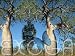 Baobab Affenbrotbaum Adansonia digitata Samen