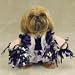 MEDIUM - SPIRIT PAWS - Pet Halloween Costume