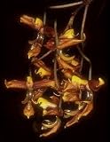 Gongora sanderiana