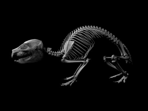 Cover image : BONES ― 動物の骨格と機能美