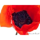 Blumenbild: Roter Mohn vor Wei� als Kunstdruck / Fotoprint im Format 60cm x 45cmvon "NatureToPrint"