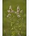 Photographic Prints of Apple mint from Ardea Wildlife Pets