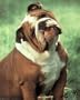(16x20) Big and Fat Bulldog (Animal) Photo Print Poster