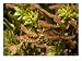 Phyllocladus Aspleniifolius Var, with Male Catkins, New Zealand Photographic Poster Print by Bob Gibbons, 16x12