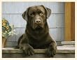 Fiddler's Elbow Chocolate Lab on the Porch Blank Box Note Card