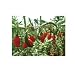 Outdoor Tree Seed Kit - Dwarf Mountain Goji Berry