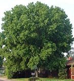 5 Silver Maple 2-3' bareroot tree 5 Silver Maple 2-3' bareroot tree