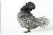 Canvas Prints of Domestic CHICKEN - hen. ?Blue curled Padoue? race from Ardea Wildlife Pets