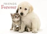 Friends Forever Boxed Notecards