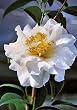 Camellia Silver Waves Five Gallon Plant