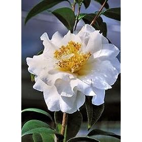 Camellia Silver Waves Five Gallon Plant by Monrovia Growers by 