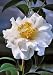 Camellia Silver Waves Five Gallon Plant