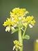 Wild Mustard Along a Road near Sneedville, Tennessee Floral By Color Photographic Poster Print by Joel Sartore, 12x16