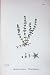Botany Plants C1902 Whorled Illecebrum Verticillatum