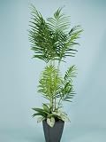光触媒 観葉植物 ニューアレカパーム 180cm