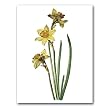 Daffodil, German School, circa 1790 - Gift Enclosure Cards (set of 12)