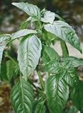 Basil Capsules