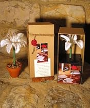Snow Lily Boxed Topiary Flower Pen