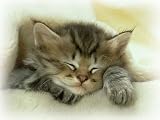 Katzen Mauspad (12)
