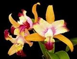 Lc Island Springs 'Lenette'