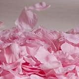 Pink Rose Petals
