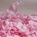 Pink Rose Petals