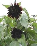 Moulin Rouge Sunflower - 15 Seeds