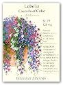 Botanical Interests 1195 Lobelia Trailing Cascade of Color Seed Packet