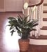 Floor Plant - Small