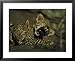 Yawning Four-Month-Old Leopard Cub with its Sleeping Sibling National Geographic Collection Framed Art Poster Print by Kim Wolhuter, 31x25