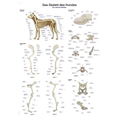 VL600 Erler-Zimmer Lehrtafel Das Skelett des Hundes, 50x70cm