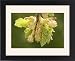 Framed Prints of Beech, male flowers and young leaves from Ardea Wildlife Pets