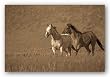 Partners by Wendy Caro 14"x11" Art Print Poster