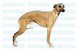 WHIPPET - Dog Decal - sticker car got window graphic