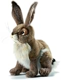 Blacktail Jack Rabbit 13
