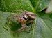 Portrait of a Dimorphic Jumping Spider, Maevia Inclemens Photographic Poster Print, 2...