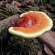 Reishi Mushroom Mycelium Plug Spawn - 100 Count - Grow Medicinal Fungi On Trees & Logs From Spores