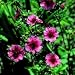 SEED BARGAINS: Potentilla Miss Willmott (Approx 100 Commercial Grade Seeds)