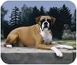 Boxer In the Path Dog Puppy Mouse Pad MousePad