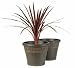 Search : ACE Hardware-SOUTHERN 2 YANTIAN FPU-448032 POLYURETHANE 2 PIECE PLANTER ASSORTMENT 13" (PACK OF 4)