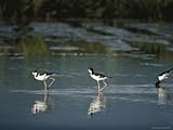 Close View of Three Hawaiian Stilts Wading in Water Photographic Poster Print, 18x24 Close View of Three Hawaiian Stilts Wading in Water Photographic Poster Print, 18x24