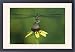Framed Prints of Blue Dasher, Pachydiplax from Danita Delimont