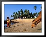 Woman and Cow on Beach, Anjuna Flea Market, Anjuna, India Framed Art Poster Print by Peter Ptschelinzew, 49x39