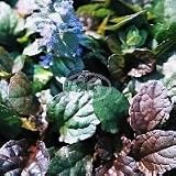 Ajuga reptans Gaiety (Bronze Improved Ajuga, Gaiety Bugleweed, Creeping Bugleweed, Creeping Carpet Bugle, Sicklewort, Comfrey, Carpenter's Herb) {24 Pots - 3 1/2 in., $4.27 each plant}
