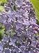 President Lincoln Flowering Lilac Plant One Gallon