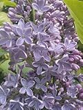 President Lincoln Flowering Lilac Plant One Gallon