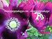 100 Poppy Flower Seeds: Drop Dead Gorgeous