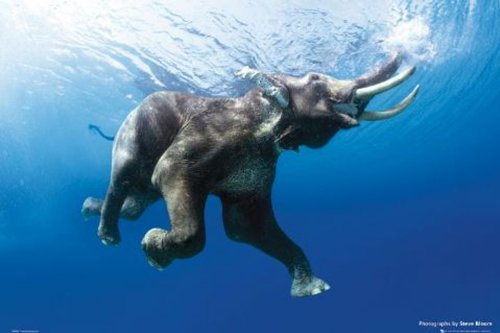 1art1 Empire 95664 Elefanten - Elephants, Swim- Plakat Poster Druck - 91.5 x 61 cm